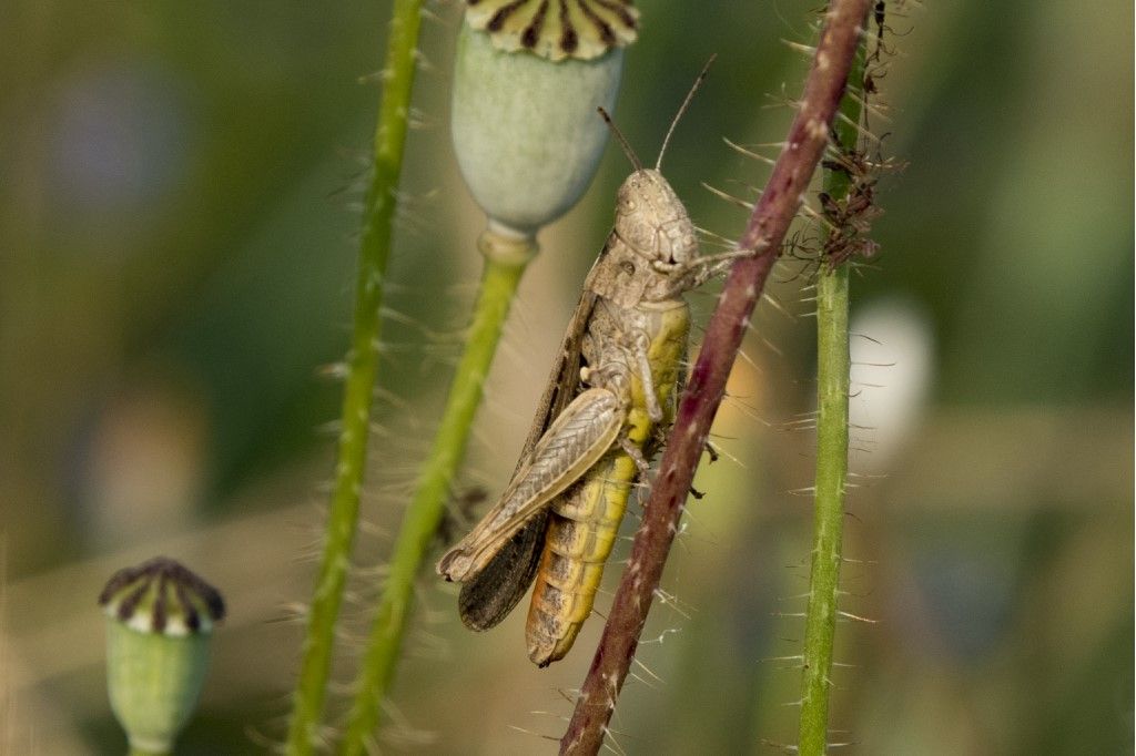 Acrididae: Glyptobothrus brunneus