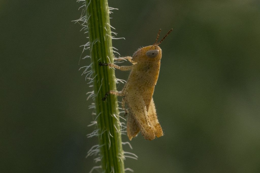 Neanide di ... Pezotettix giornae