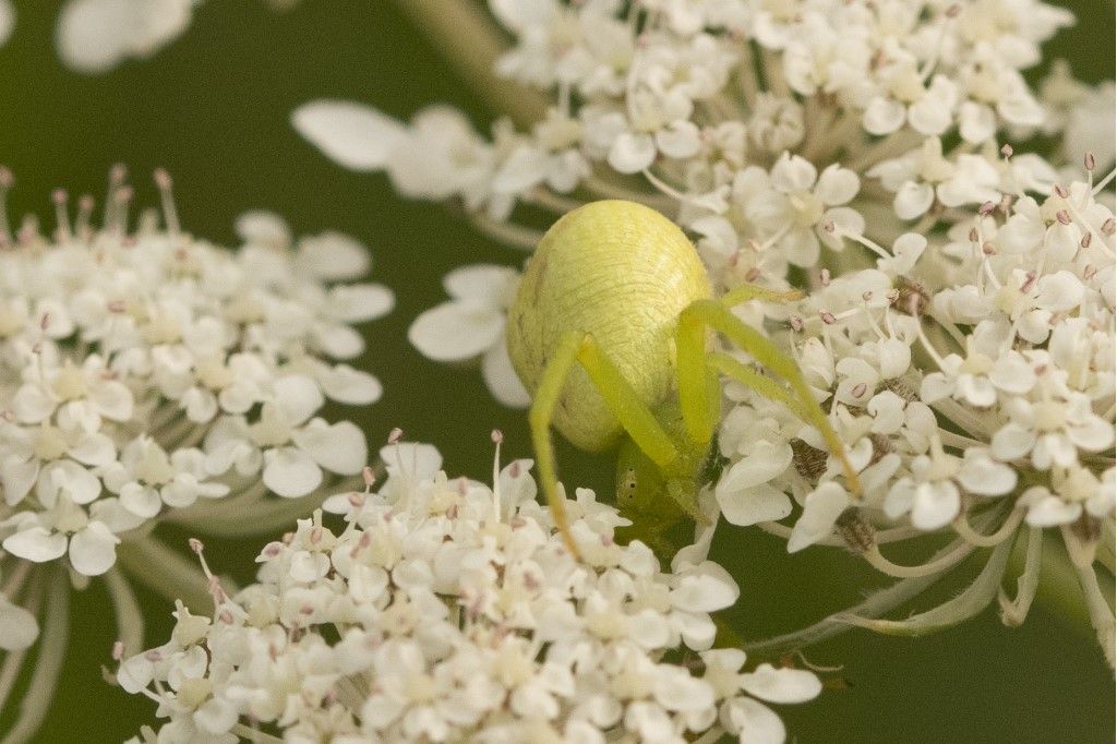 Ebrechtella tricuspidata   -  Crema (CR)