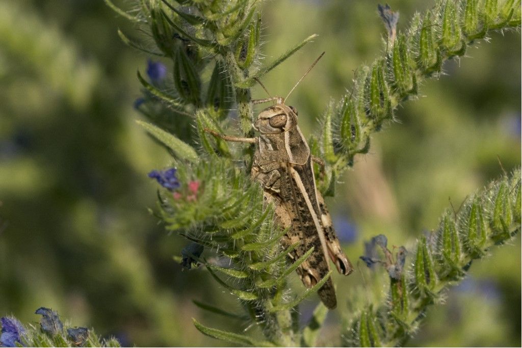 Calliptamus barbarus ?  No, Calliptamus italicus.