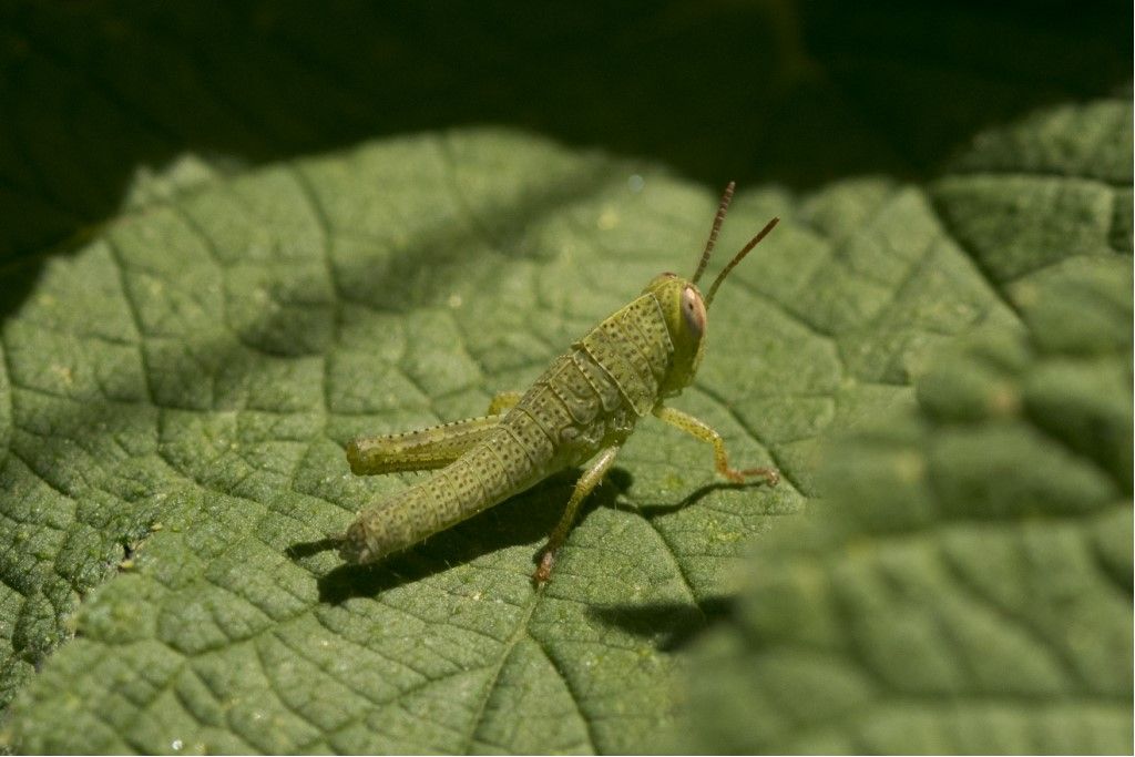 neanide di ... Anacridium aegyptium ?