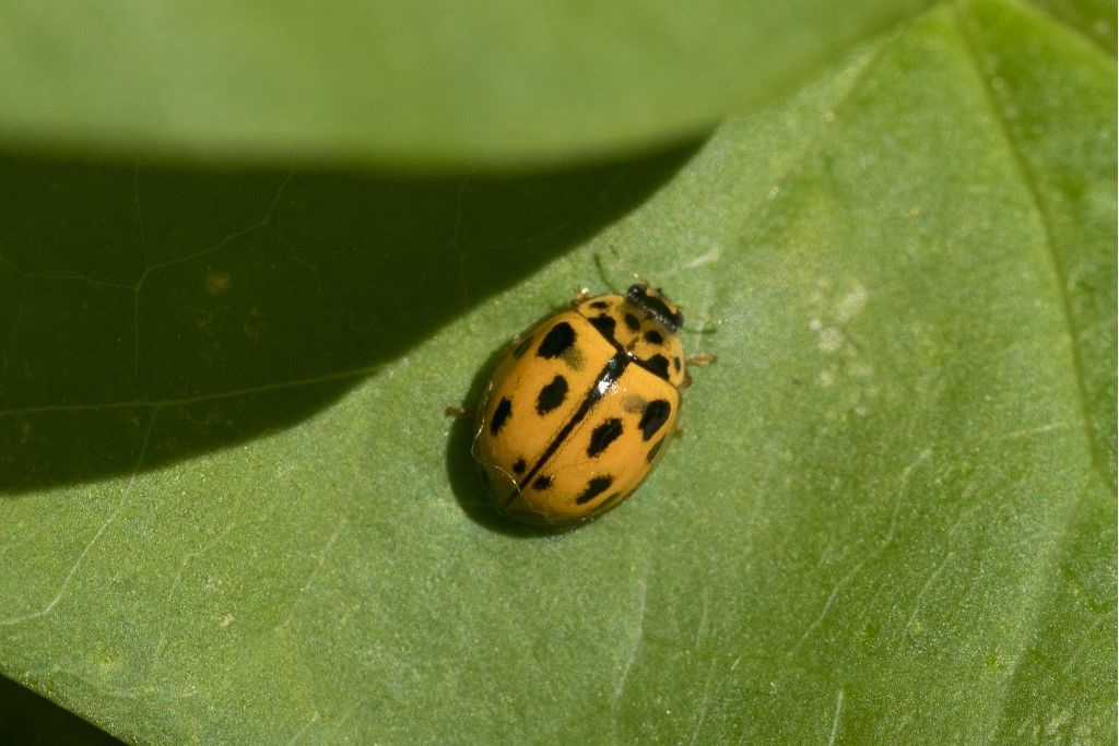 Coccinellidae: Propylea quatuordecimpunctata? S.