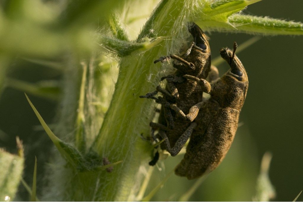 Curculionidae da determinare 2