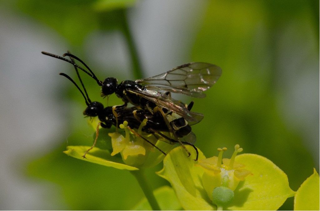 Cephus sp. (Cephidae)