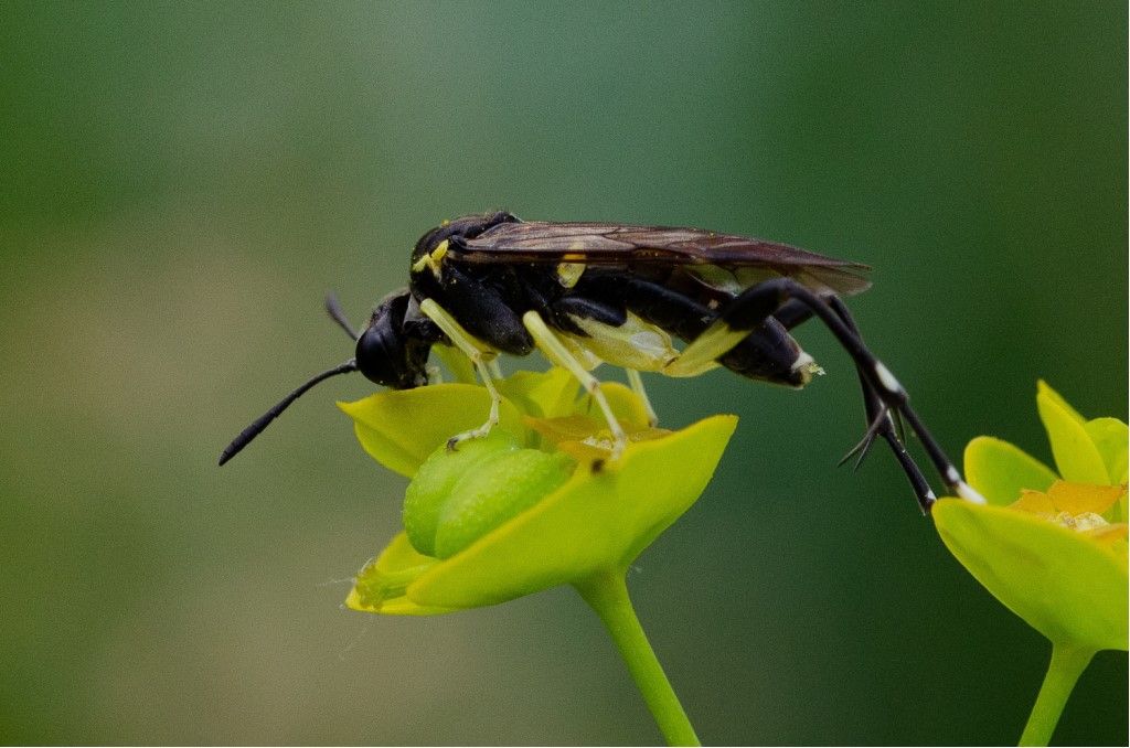 Macrophya montana (Tenthredinidae), maschio