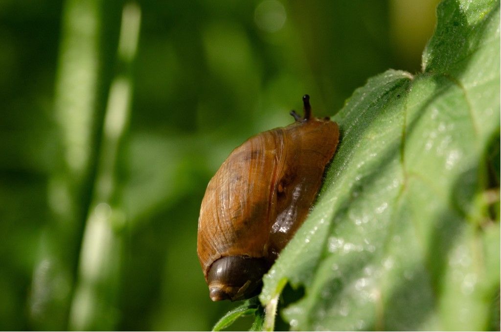 Aiuto per identificazione Succineidae