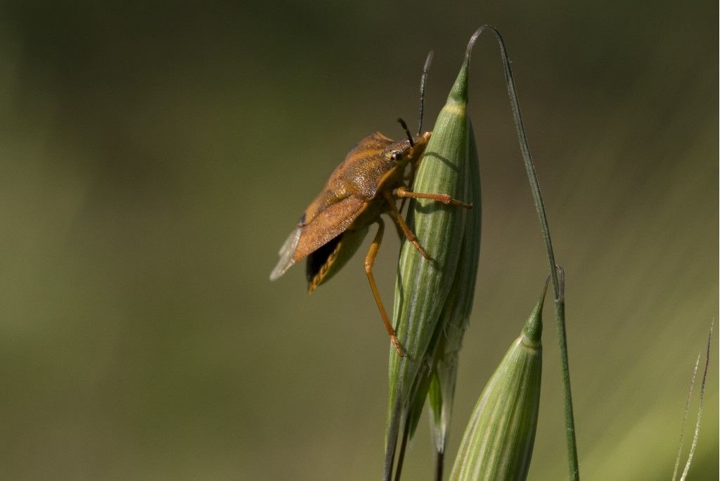 Pentatomidae: Carpocoris  da det.