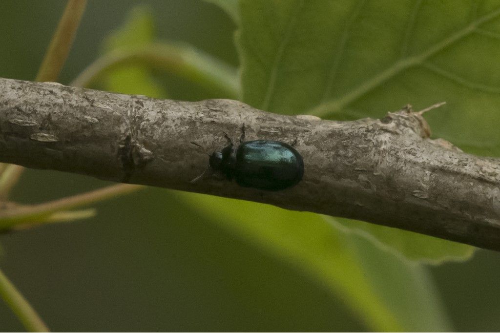 Chrysomelidae Plagiodera versicolora ? S