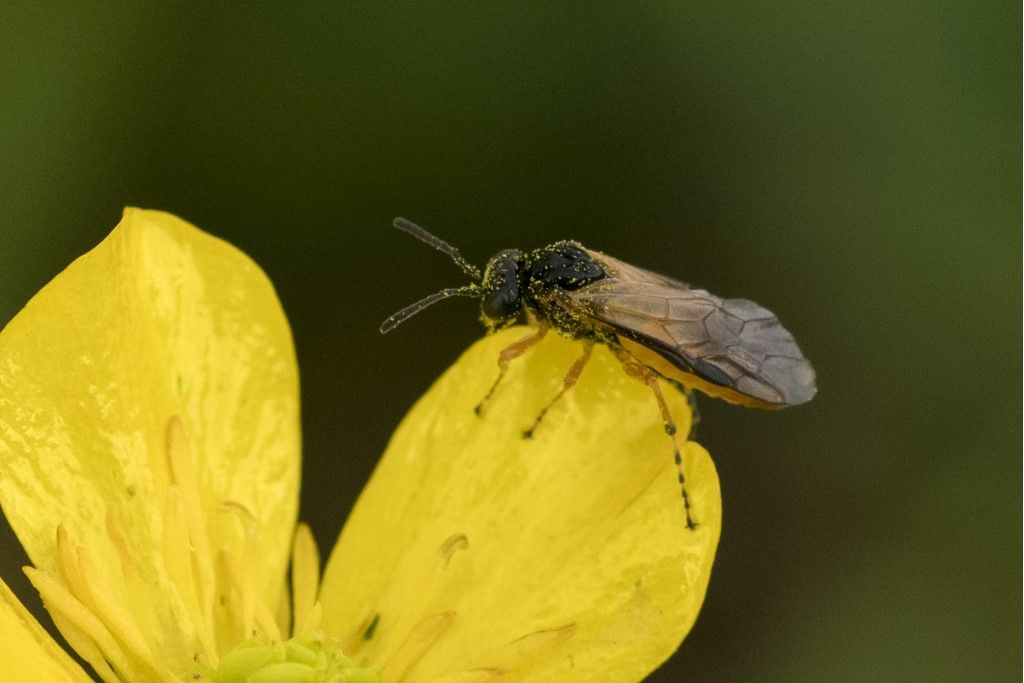 Argidae? no, Tenthredinidae, Athalia sp.