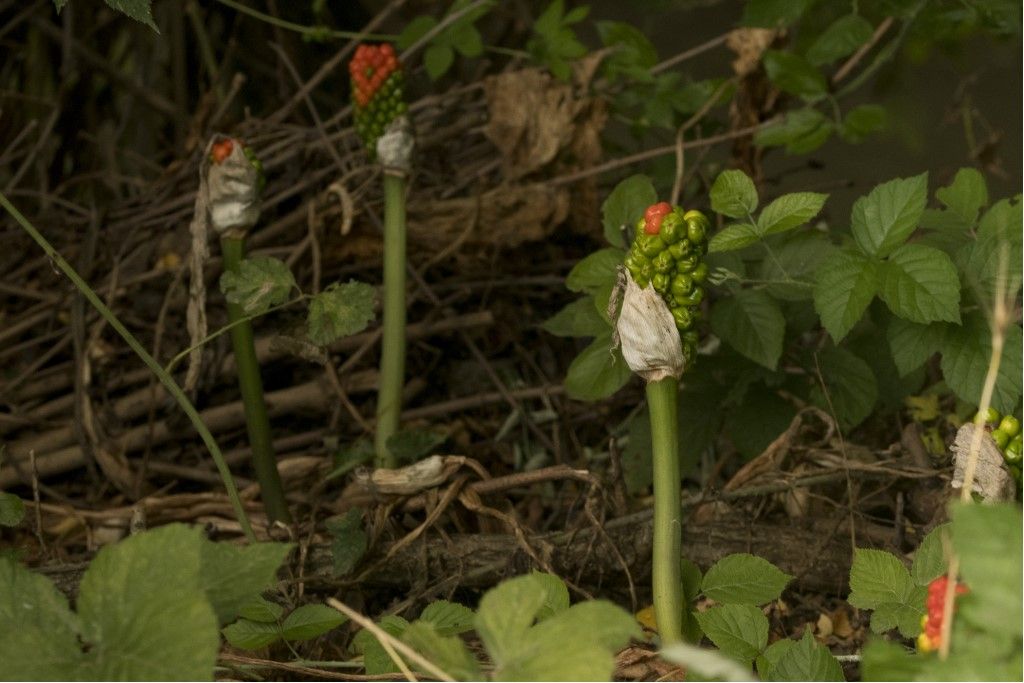 Arum cfr. italicum