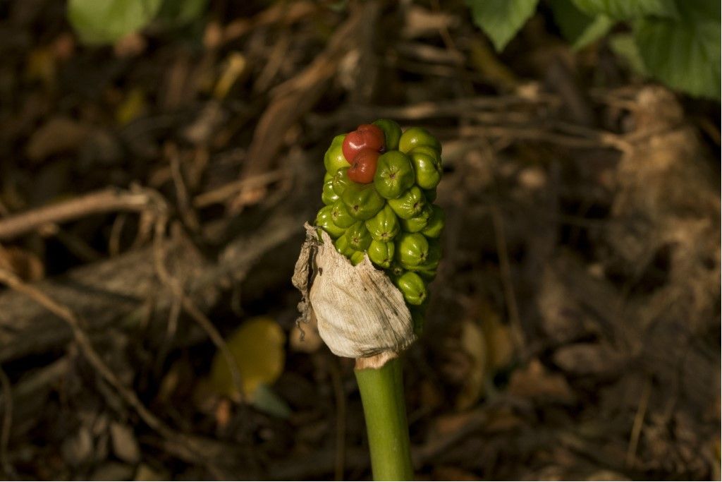 Arum cfr. italicum