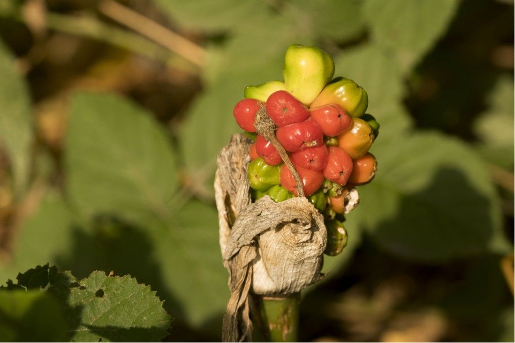 Arum cfr. italicum