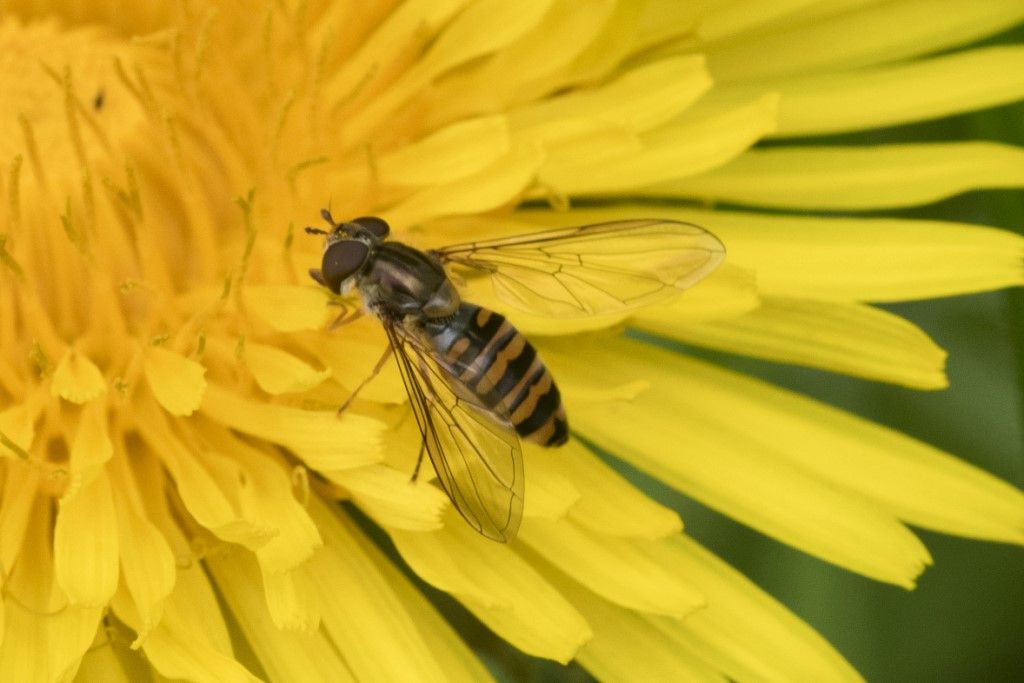 Syrphidae: Epysyrphus balteatus ? S