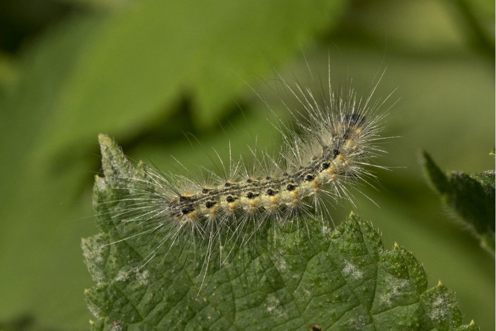 Bruco di...Hyphantria cunea (Erebidae)