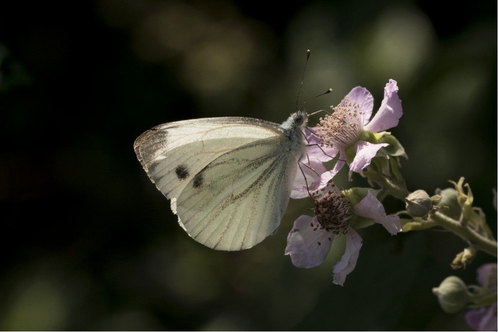 Pieris napi ?  S