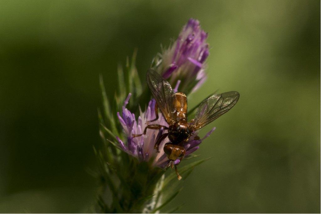 Conopidae: Sicus sp.