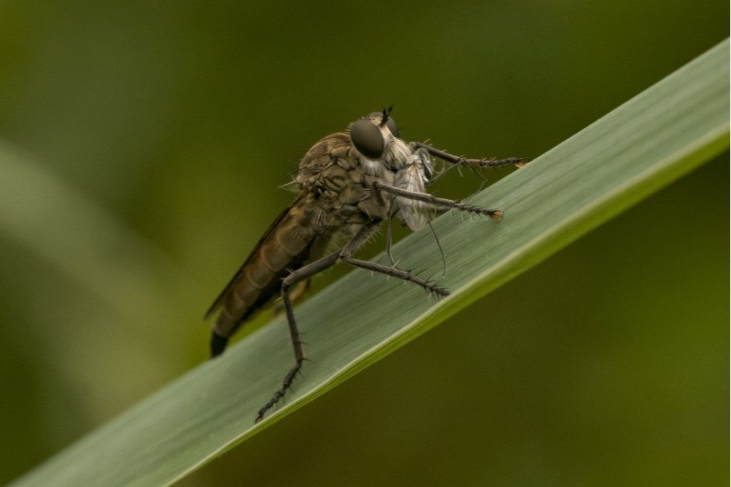 Asilidae da identificare , Machimus sp. ?