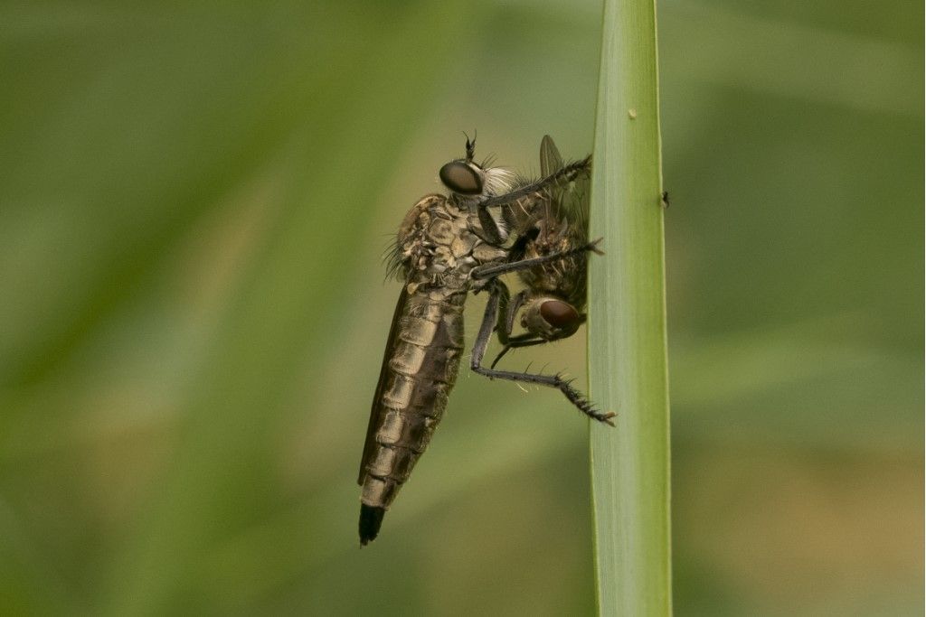 Asilidae da identificare , Machimus sp. ?