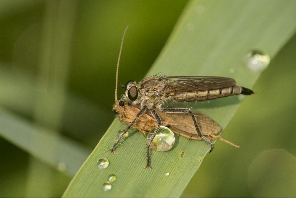 Asilidae da identificare , Machimus sp. ?