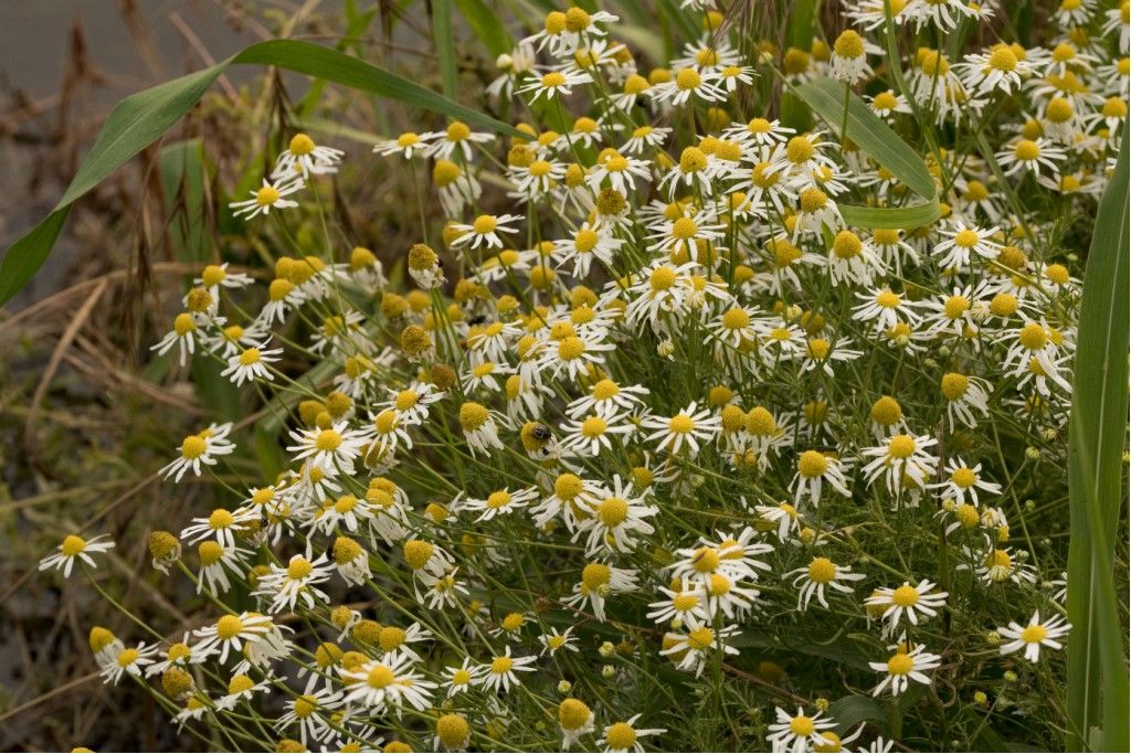 Matricaria chamomilla ? No, Tripleurospermum inodorum