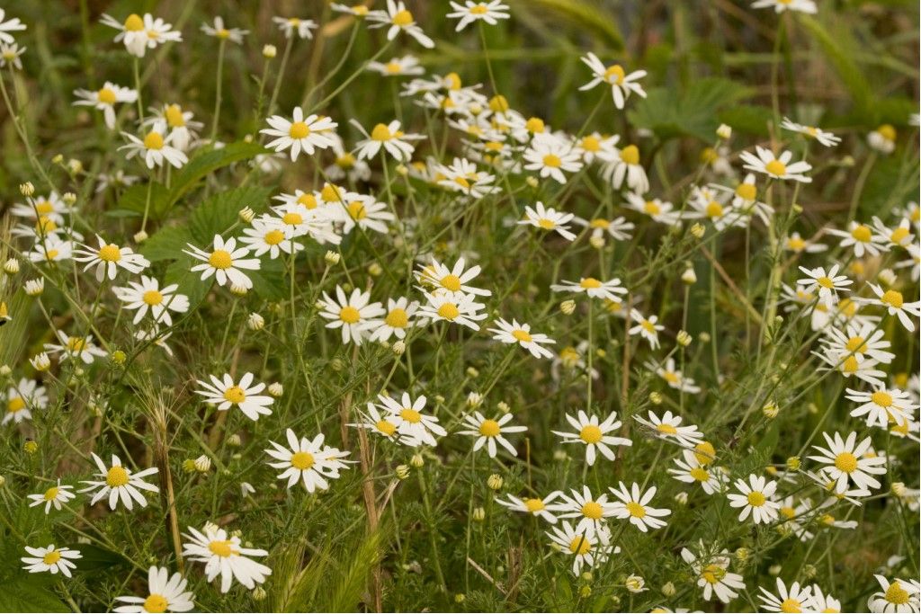 Matricaria chamomilla ? No, Tripleurospermum inodorum