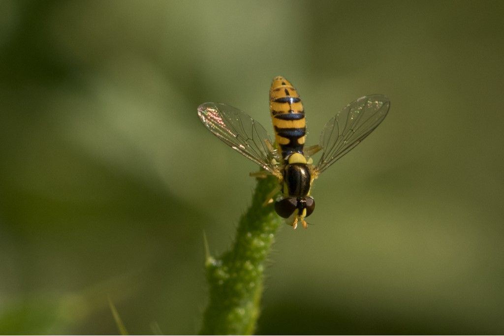 Syrphidae: Sphaerophoria scripta