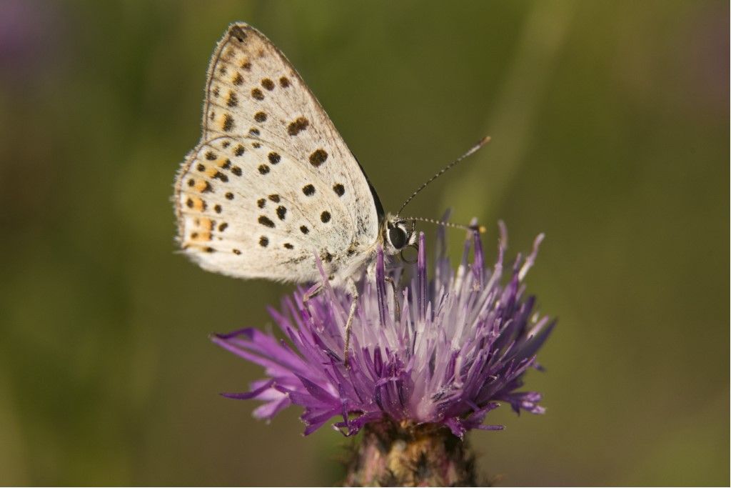 Lycaena tityrus