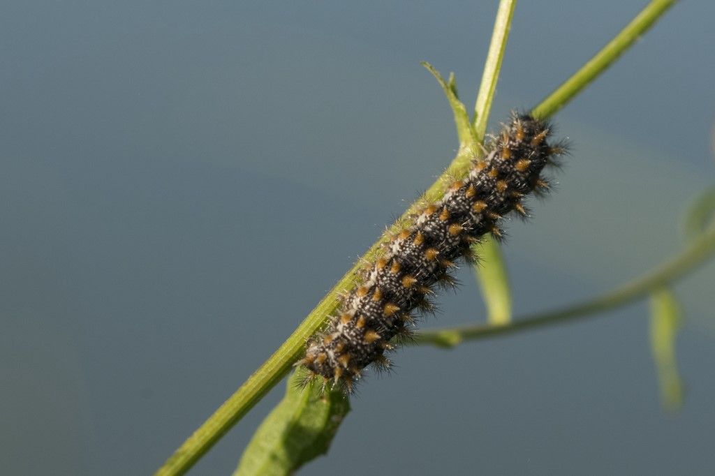 Bruco di Melitaea phoebe ?