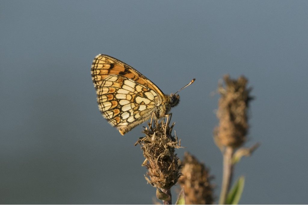 Melitaea phoebe ?