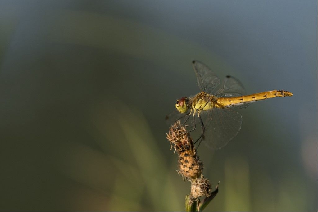 Sympetrum depressiusculum