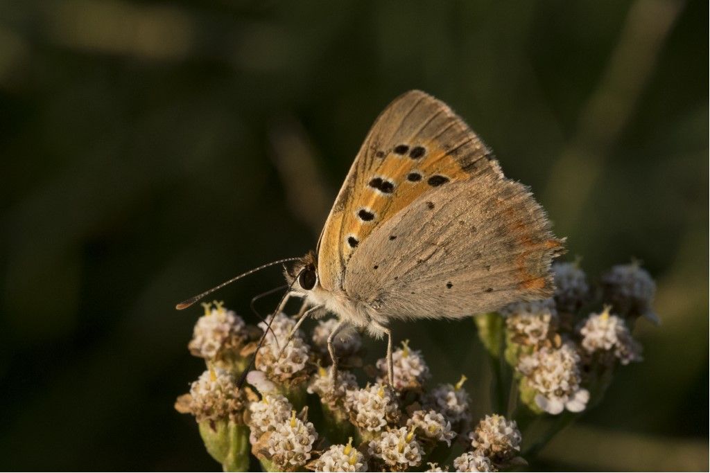 Lycaena tityrus ? No, Lycaena phlaeas