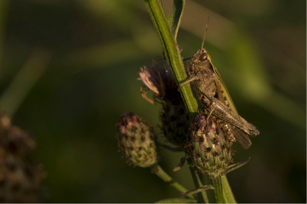 Omocestus rufipes ?