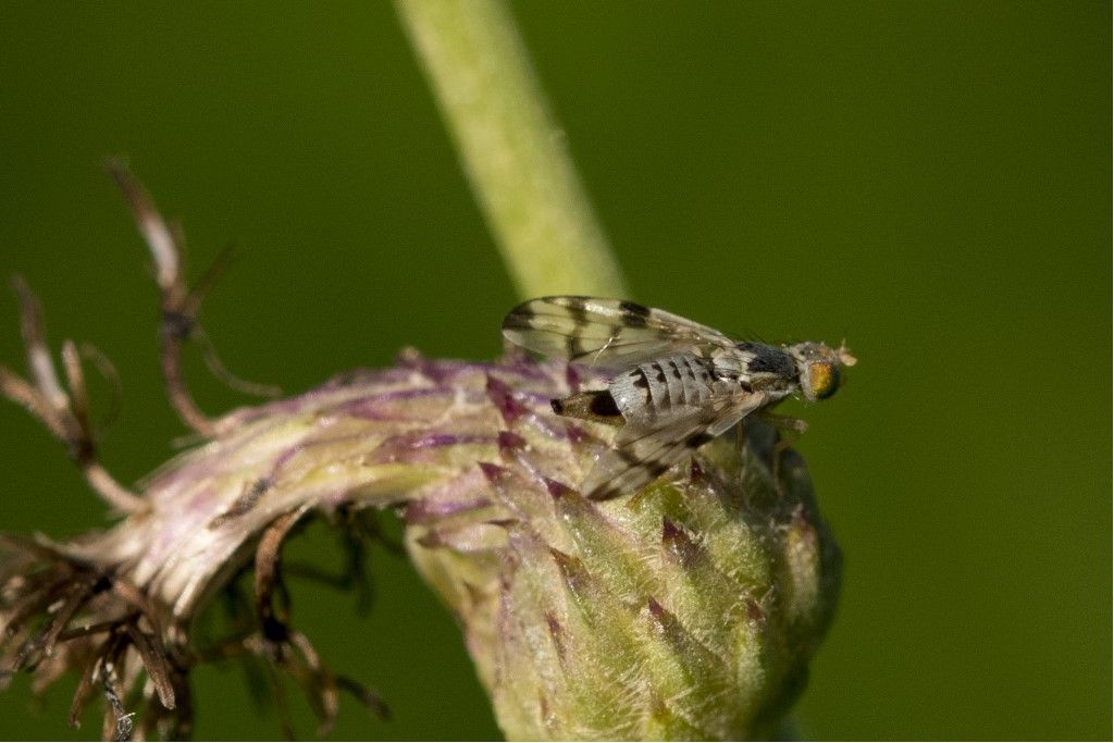 Tephritidae: Terellia ruficauda