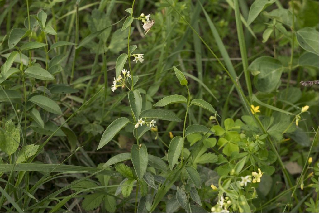 Vincetoxicum hirundinaria (Apocynaceae)