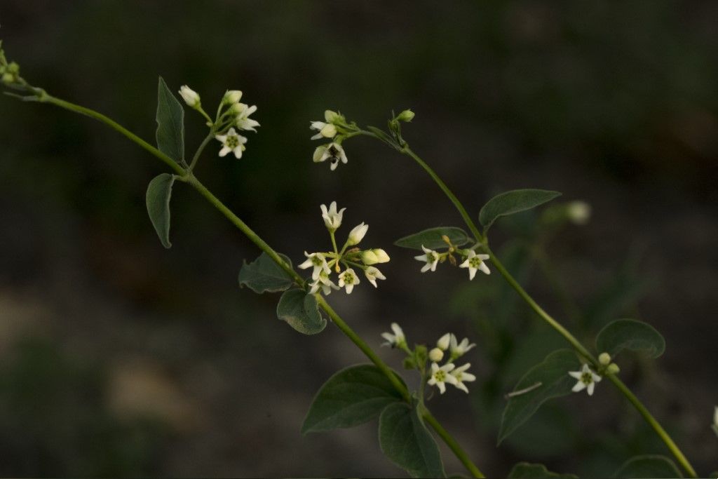 Vincetoxicum hirundinaria (Apocynaceae)