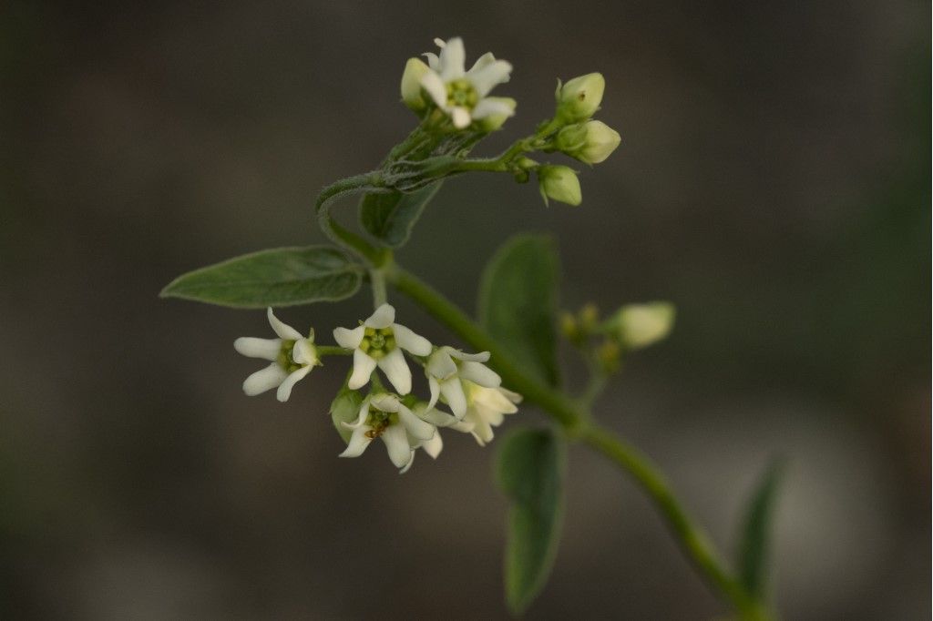 Vincetoxicum hirundinaria (Apocynaceae)