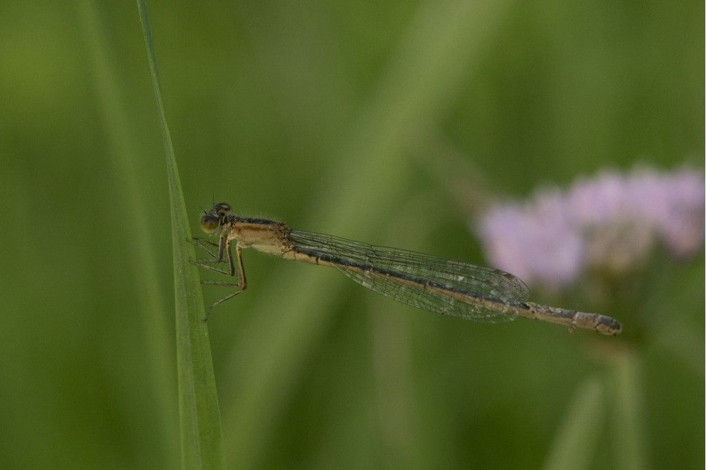 Ischnura elegans, femmina autocroma