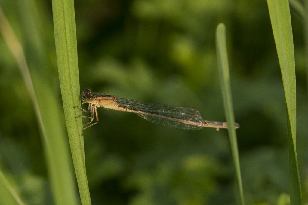 Ischnura elegans, femmina autocroma