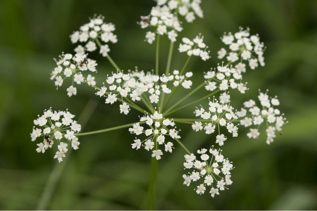 Apiaceae: cfr. Pimpinella major