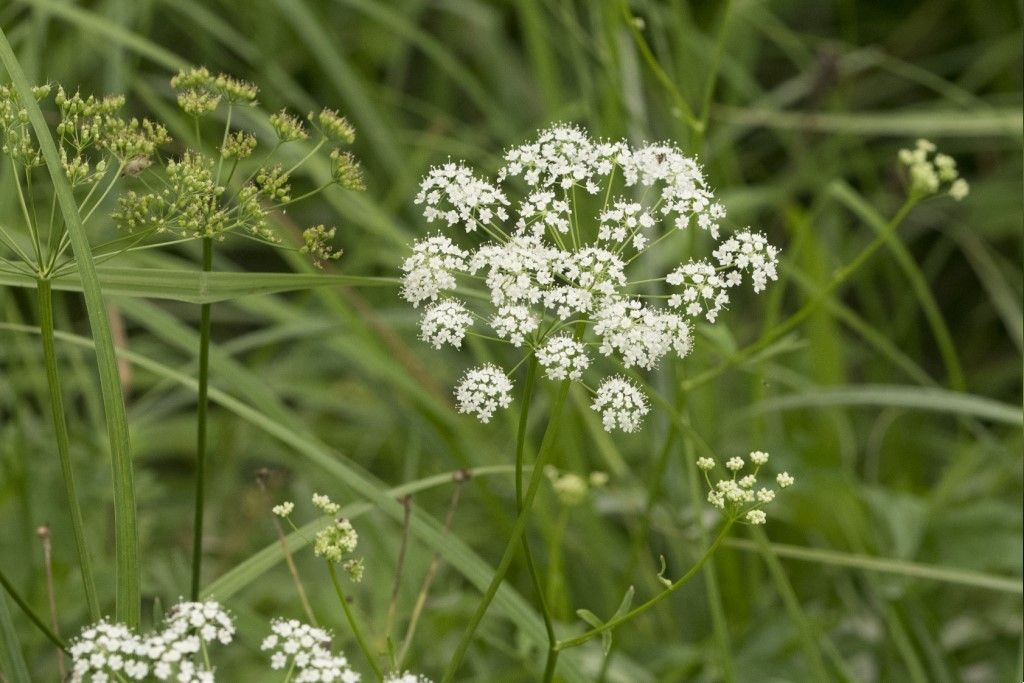 Apiaceae: cfr. Pimpinella major