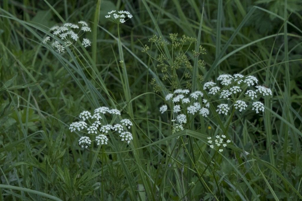 Apiaceae: cfr. Pimpinella major