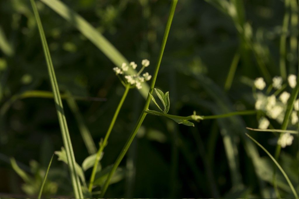 Apiaceae: cfr. Pimpinella major