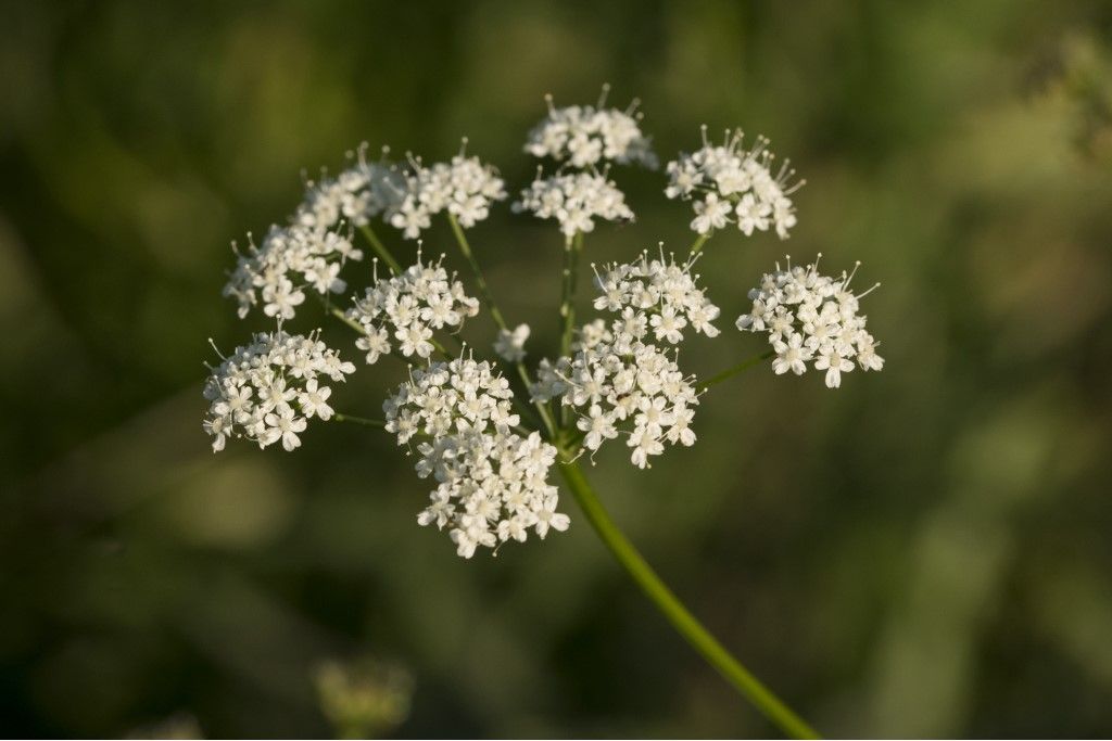 Apiaceae: cfr. Pimpinella major