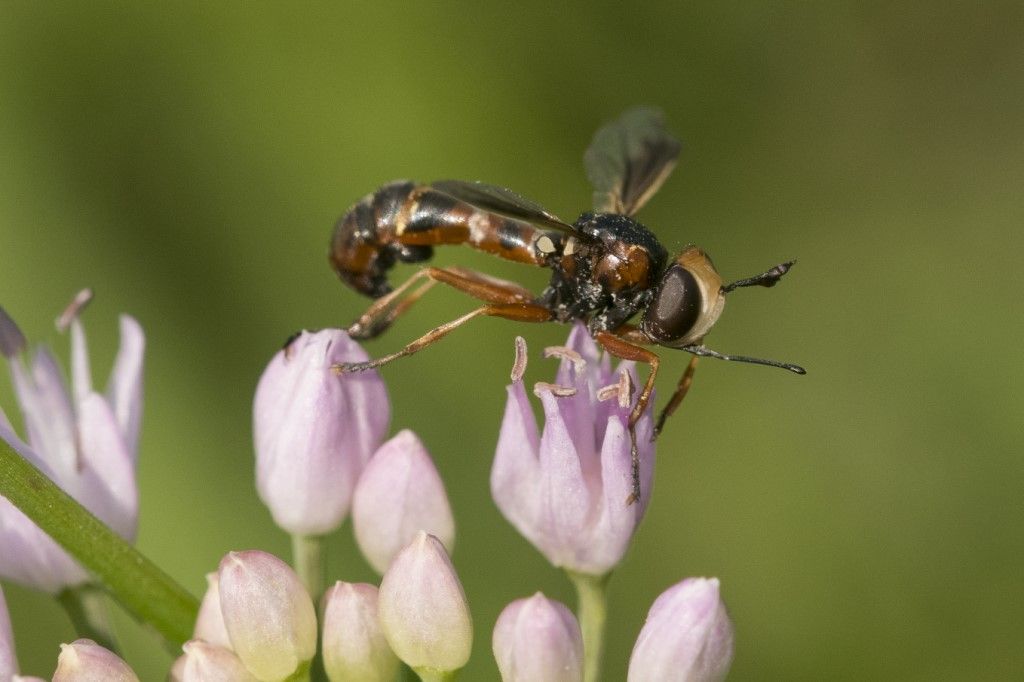 Conopidae: Conops sp.