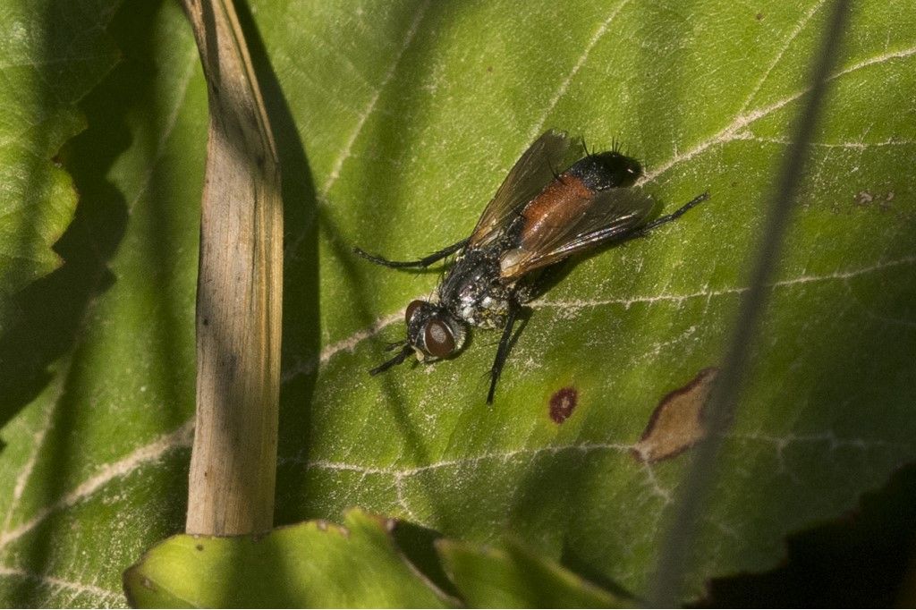 Tachinidae: Cylindromyia sp.