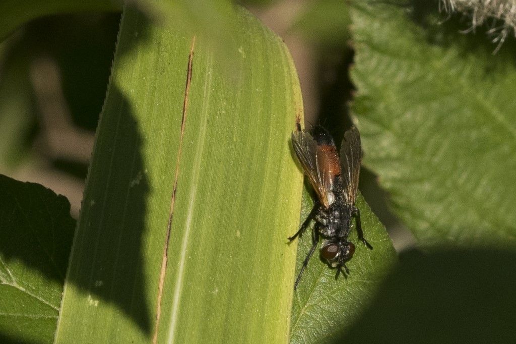 Tachinidae: Cylindromyia sp.