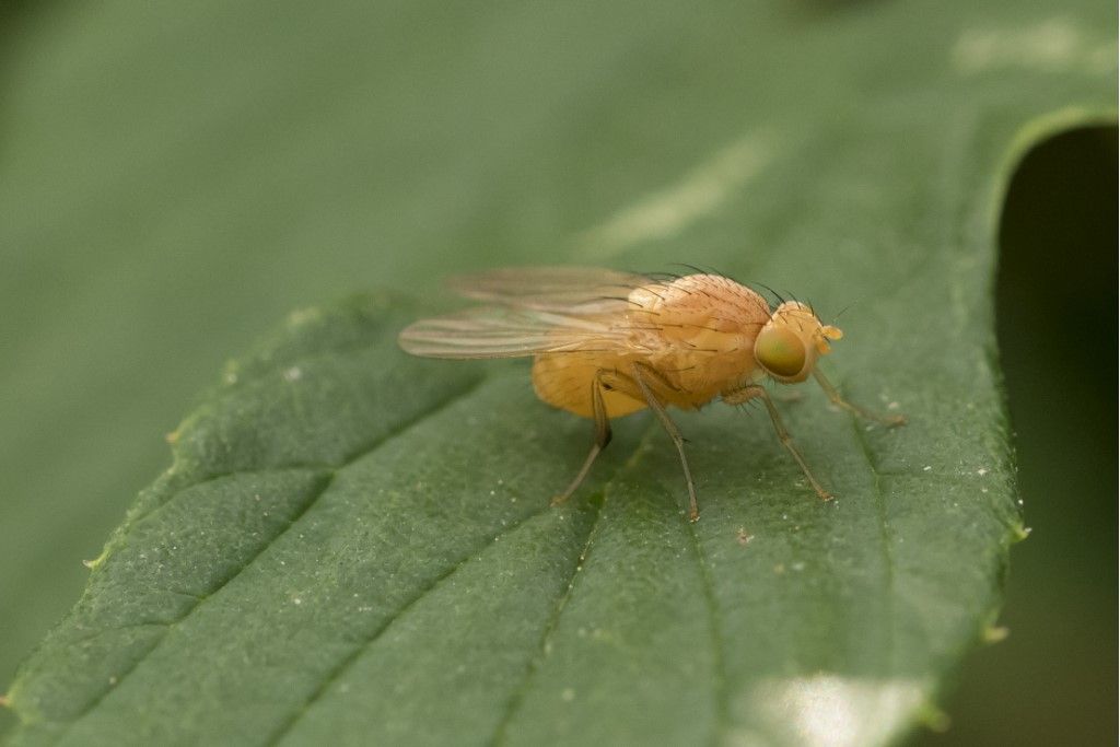 Lauxaniidae sp. (cfr.)