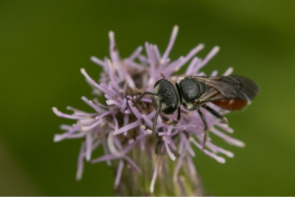 Apidae Halictinae: femmina di Sphecodes sp.