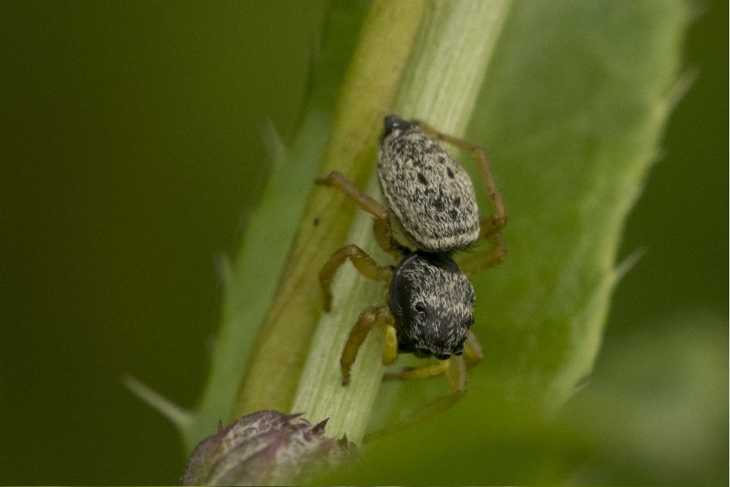 Piccolissimo ragnetto: Heliophanus equester - Crema (CR)