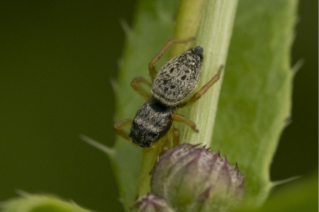 Piccolissimo ragnetto: Heliophanus equester - Crema (CR)